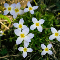 white and yellow flowers