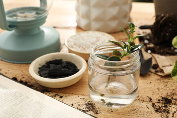 Beautiful houseplant seedling in jar on wooden table