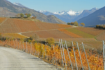 Vineyards in the Fall