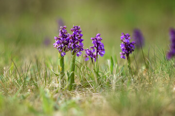 Green-winged Orchid (Anacamptis morio), wild orchids in the meadow, Czech republic, Europe.