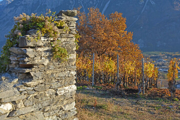 Ruins in a vineyard