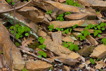 Wild columbine plant emerges between fall rocks.