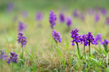 Green-winged Orchid (Anacamptis morio), wild orchids in the meadow, Czech republic, Europe.