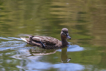 A little duckling swims in water on a full day. Lonely duck in the river
