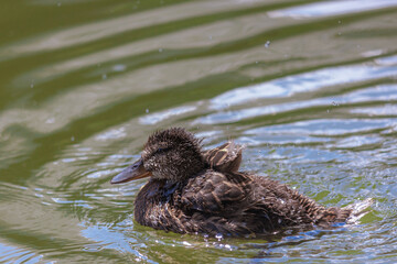 Little cute duckling splashes in the water. During the walk, the duck rests and swims in the park