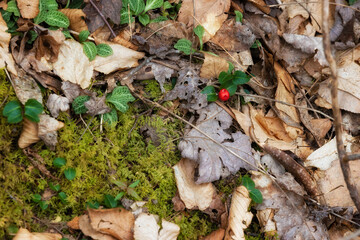Close up of a Partridge berry