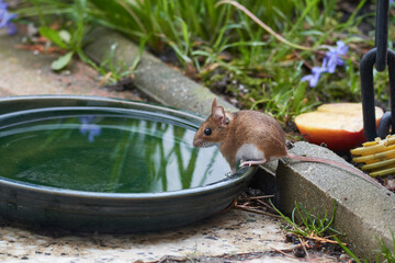  Waldmaus - Apodemus sylvaticus