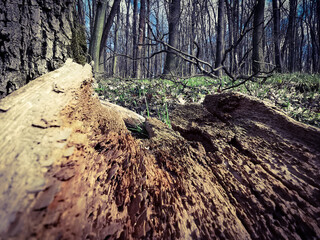 Fototapeta premium stump in the forest