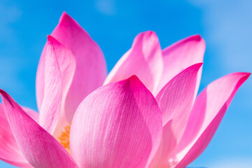 lotus flower Background