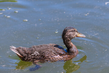 A little duckling swims in water on a full day. Lonely duck in the river