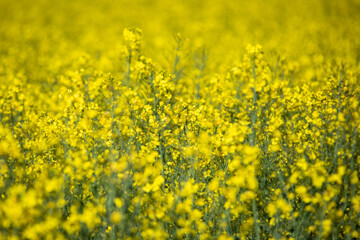 Brassica napus, flowering field of rapeseed