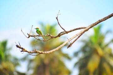branch of a tree