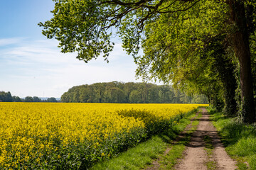 walkway between at the edge of a forest and a rapeseed field
