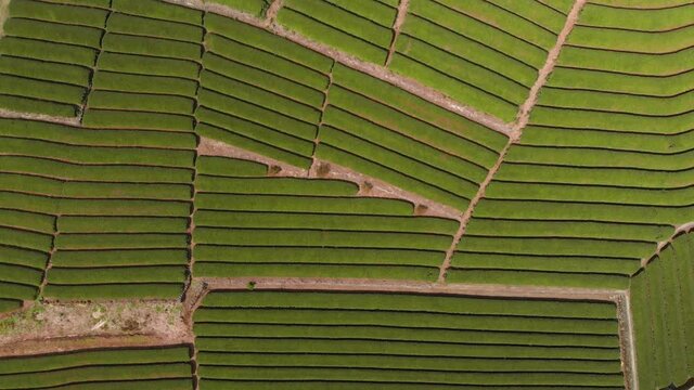 Top down aerial abstract drone view of green tea field rows