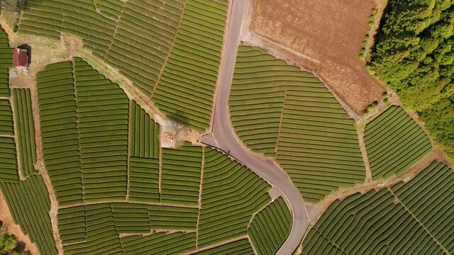 High above aerial overhead shot of beautiful green tea farm in Japan