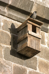 Unearthly look of a jackdaw bird