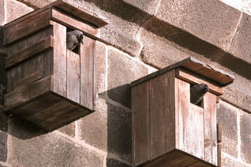 Unearthly look of a jackdaw bird