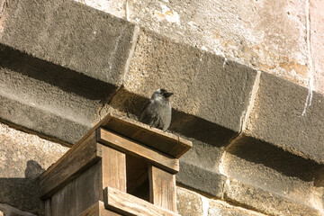 Unearthly look of a jackdaw bird