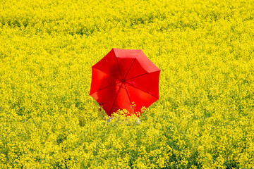 woman with red umbrella standing an a yellow rapeseed field