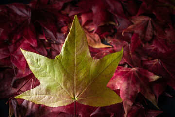 Folhas de outono da Liquidambar ou Árvore-do-Âmbar (Liquidambar styraciflua) em Curitiba no mês de maio. Paraná, Brasil