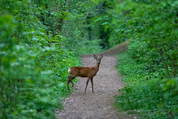 A deer looking for food in the Savelsbos, a forest in the south of Limburg, Netherlands.