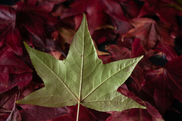 Folhas de outono da Liquidambar ou Árvore-do-Âmbar (Liquidambar styraciflua) em Curitiba no mês de maio. Paraná, Brasil