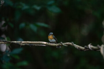 Tickell 's Blue Flycatcher