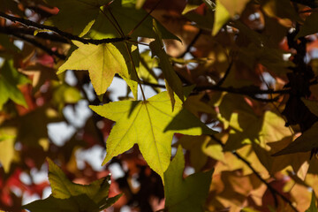 Folhas de outono da Liquidambar ou Árvore-do-Âmbar (Liquidambar styraciflua) em Curitiba no mês de maio. Paraná, Brasil