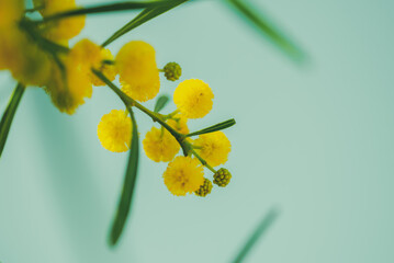 Branch of yellow mimosa flowers against the blue sky