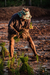 Farmers are farming in Thailand