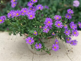 Purple flowers