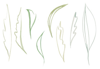 Watercolor botanical leaves illustration