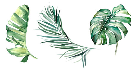 Watercolor tropical leaves illustration - monstera, palm and banana leaves