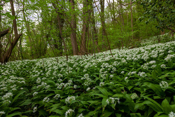 Wild bear leek (latin: Allium ursinum) growing in the forests in the rolling hills of South Limburg. This herb spreads a specific aroma in the woods creating a special atmosphere.