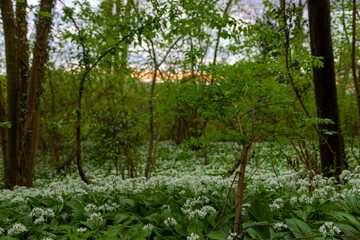 Fototapeta na wymiar Wild bear leek (latin: Allium ursinum) growing in the forests in the rolling hills of South Limburg. This herb spreads a specific aroma in the woods creating a special atmosphere.