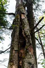 Obraz premium Old tree in the forest at Tara mountain in western Serbia. Viewpoint Biljeska stena