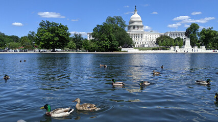 Mallard ducks swim in the reflecting pool of the U.S. Capitol in Washington, DC.