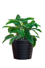Fototapeta premium Zebra plant or Calathea zebrina (Sims) Lindl growing in black plastic pot isolated on white background included clipping path.