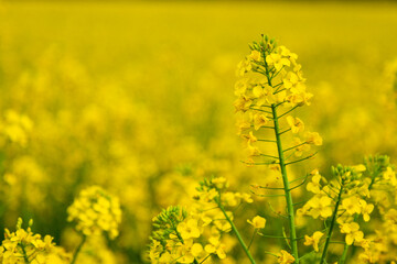 Obraz premium Close up of a bright-yellow flowering Rapeseed, which is a member of the family Brassicaceae, cultivated mainly for its oil-rich seed, which naturally contains appreciable amounts of erucic acid.