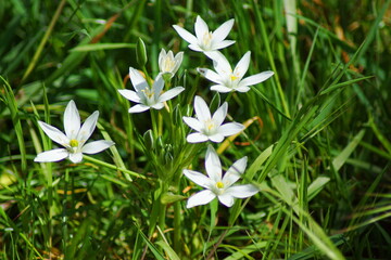 Blumen mit weißen Blüten in der Natur auf einer Wiese