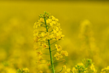 Obraz premium Close up of a bright-yellow flowering Rapeseed, which is a member of the family Brassicaceae, cultivated mainly for its oil-rich seed, which naturally contains appreciable amounts of erucic acid.