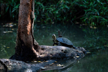 Fresh - water turtle