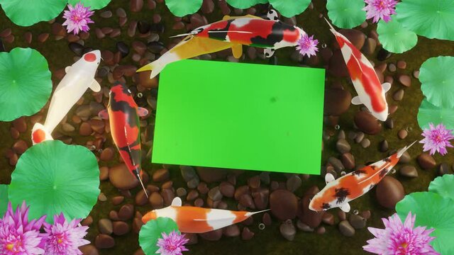 Koi fish, or fancy carp, swim in circles around the green screen. The fish pond has pebbles on the bottom of the pond. And pink lotus Fish images convey good luck in Feng Shui. 3D Rendering
