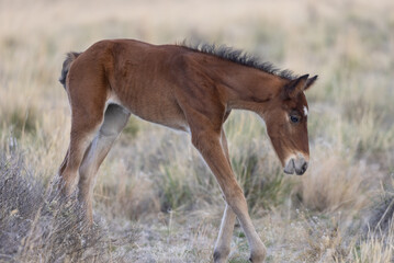 Naklejka na ściany i meble Cute Wild Horse Foal in the Utah Desert