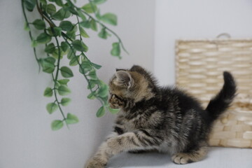 cat and mouse