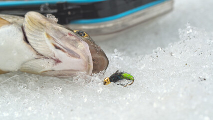 Grayling caught on the fly. Fly fishing and tenkara.