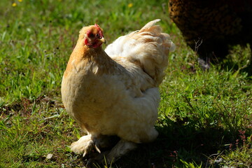 Hühner im Freien