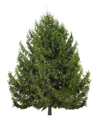 Beautiful evergreen fir tree on white background