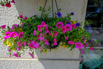 Colorful petunia flowers in pot hanging across the wall in a street close-up. Floral decor