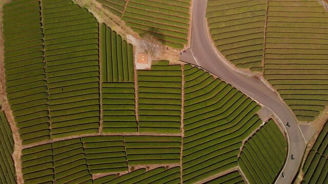 Slow aerial rising drone shot over Obuchi Sasaba green tea farm in Japan with people